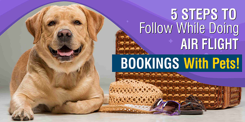 5 Steps To Follow While Doing Air Flight Bookings With Pets!