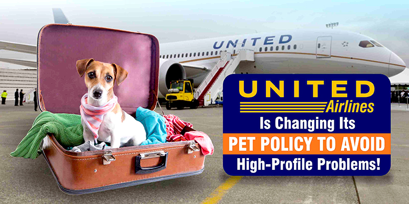 United Airlines Is Changing Its Pet Policy To Avoid High-Profile Problems!