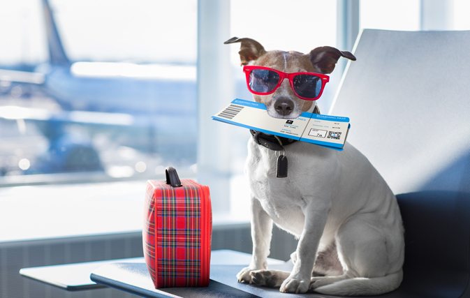 Do You Know About The Most Pet Friendly Airlines?