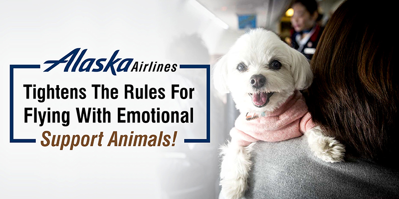 Alaska Airlines Tightens The Rules For Flying With Emotional Support Animals!