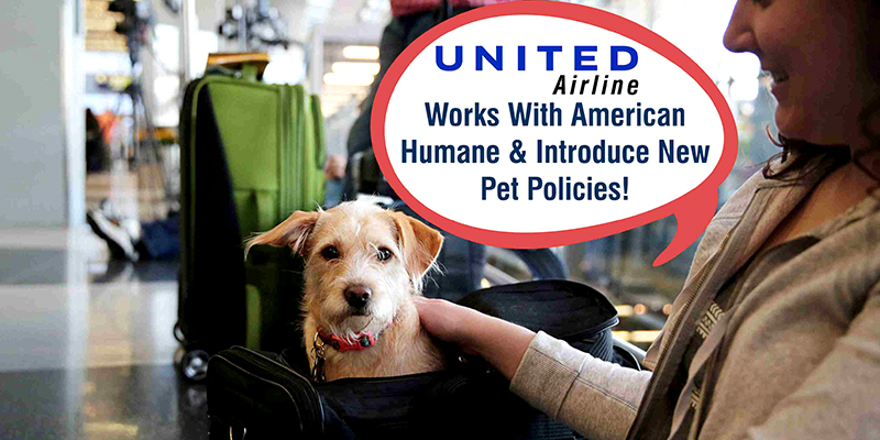 United Airline Works With American Humane & Introduce New Pet Policies!