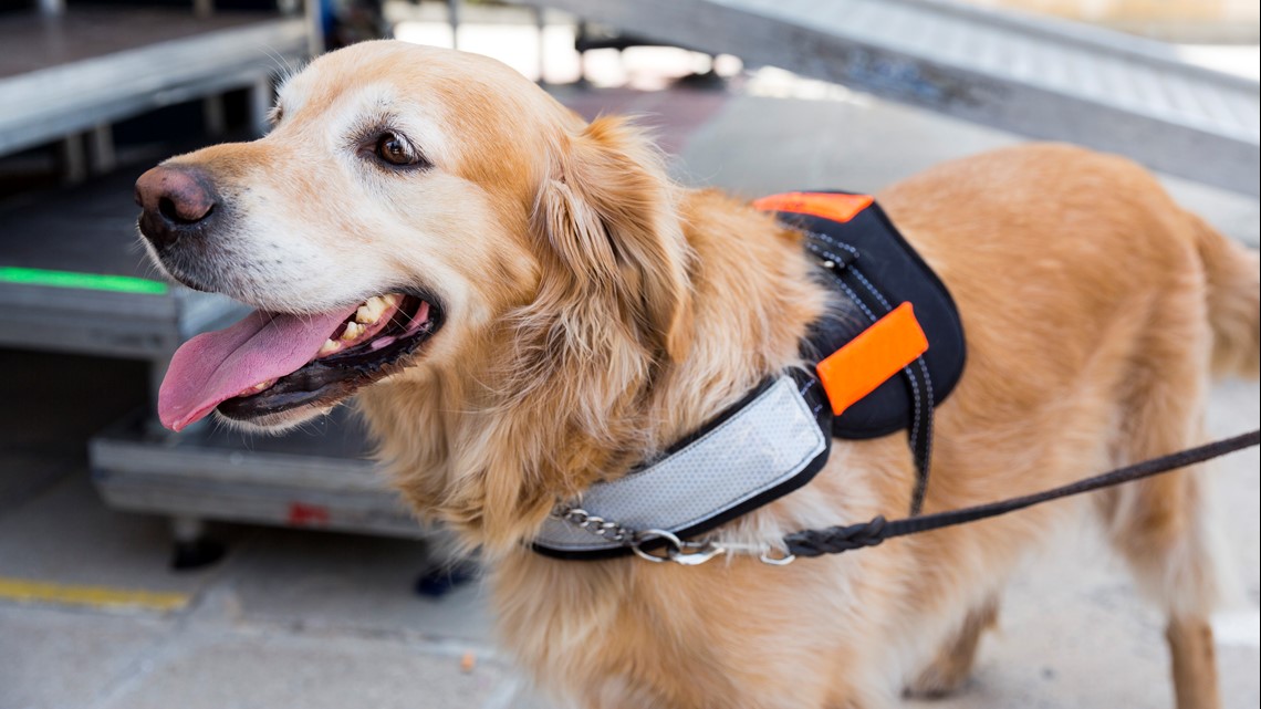 Delta Bans Emotional-Support Animals on Long-Haul Flights, Changes Rules for Puppies